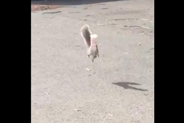 Connecticut-EMS-crew-rescues-squirrel-from-yogurt-cup.jpg