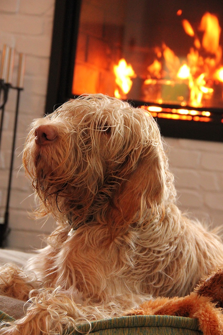 dog-1991103_1280.jpg
