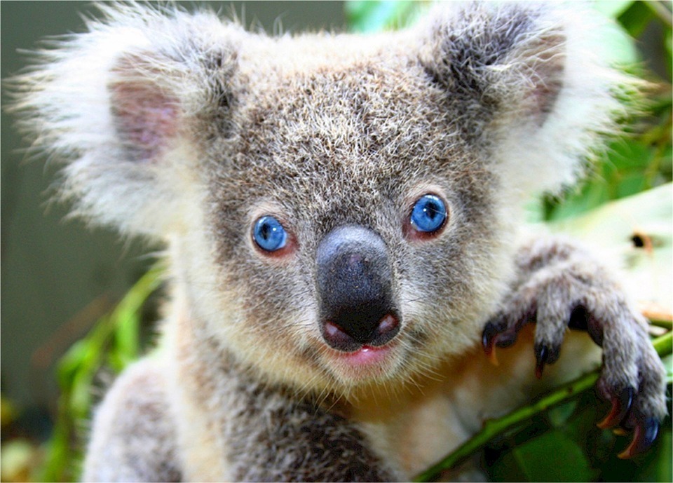 koala-518312_960_720.jpg