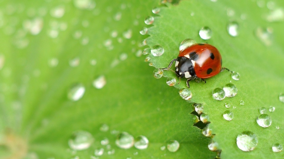 ladybug-1058775_960_720.jpg