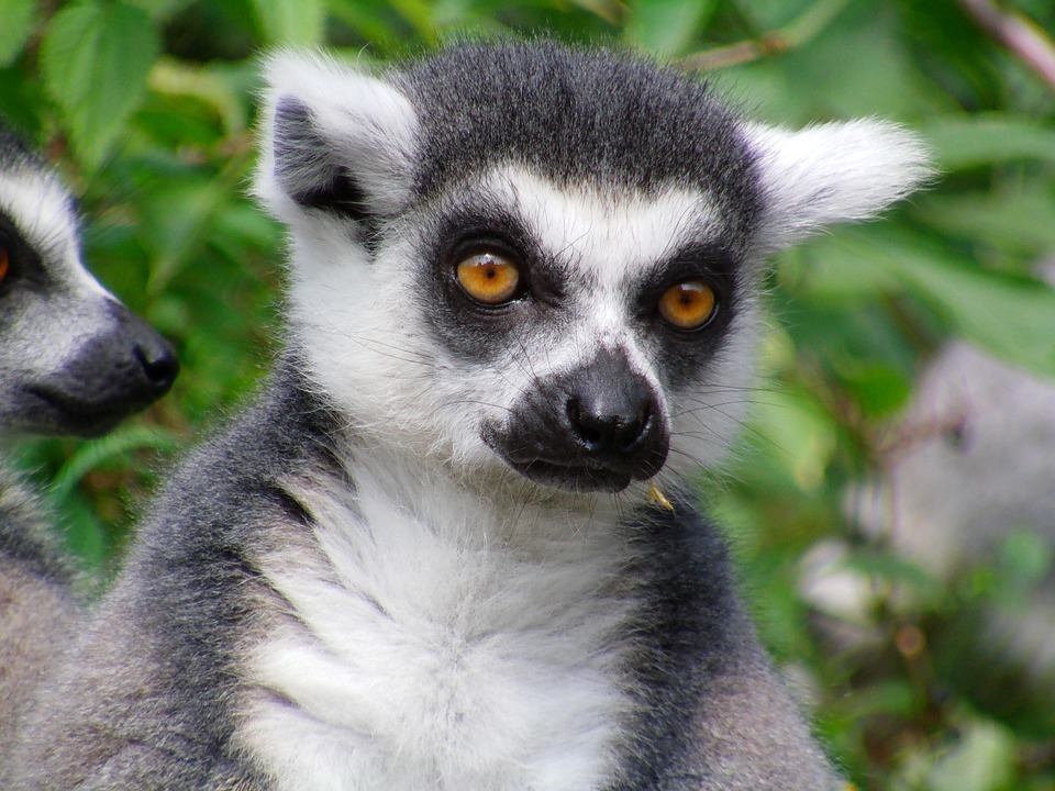 lemur2.jpg