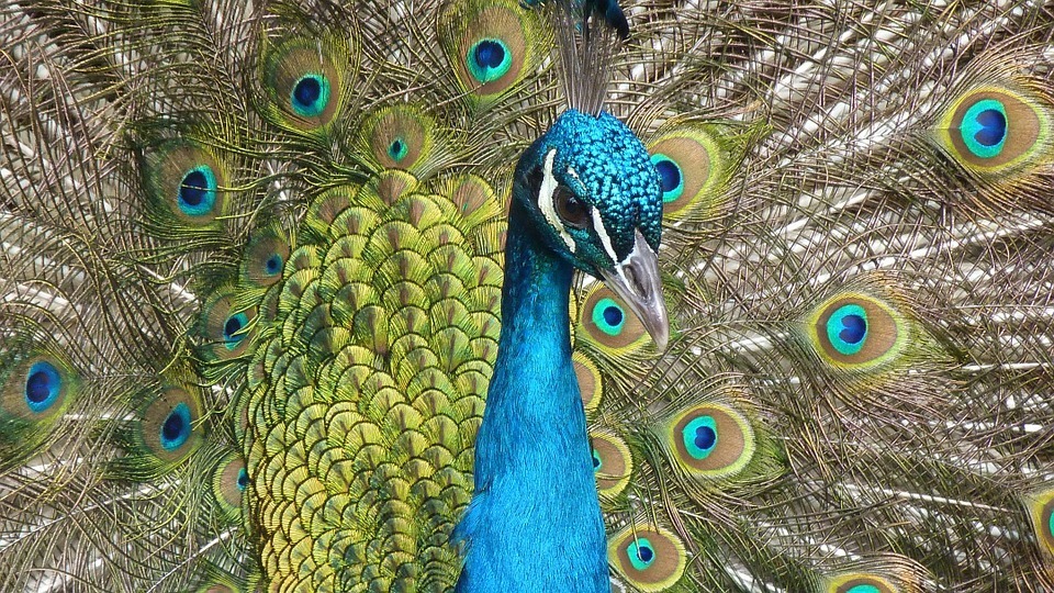 peacock.jpg
