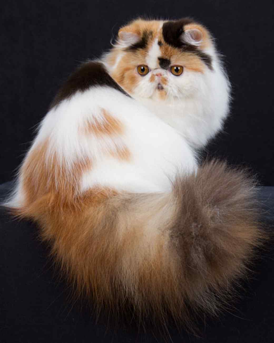 1 persian.jpg