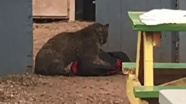 80 years old attacked by rabid bobcat.jpg
