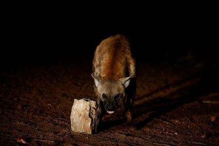 A Hyena man4.jpg
