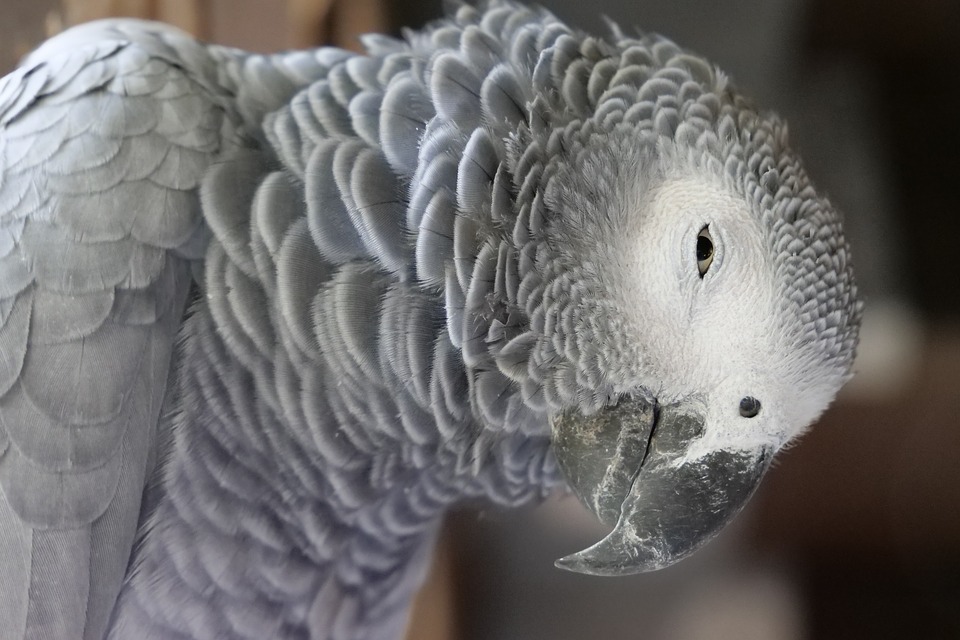 African grey parrot.jpg