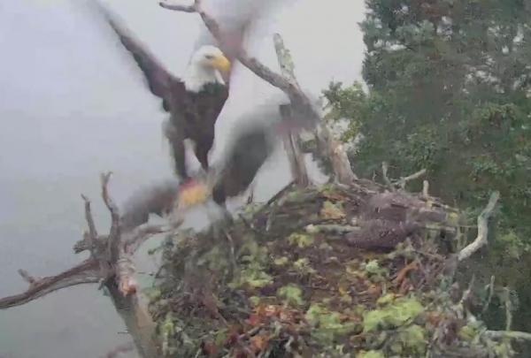 Bald-eagle-snatches-osprey-chick-in-raid-on-nest.jpg