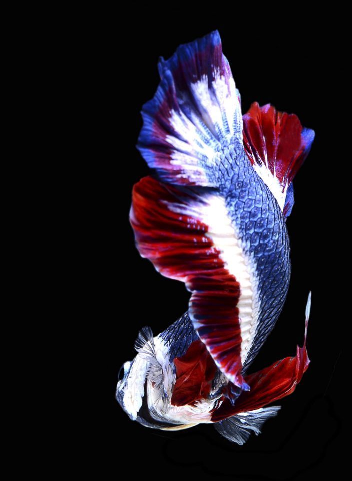 Betta fish with Thai flag colors2.jpg