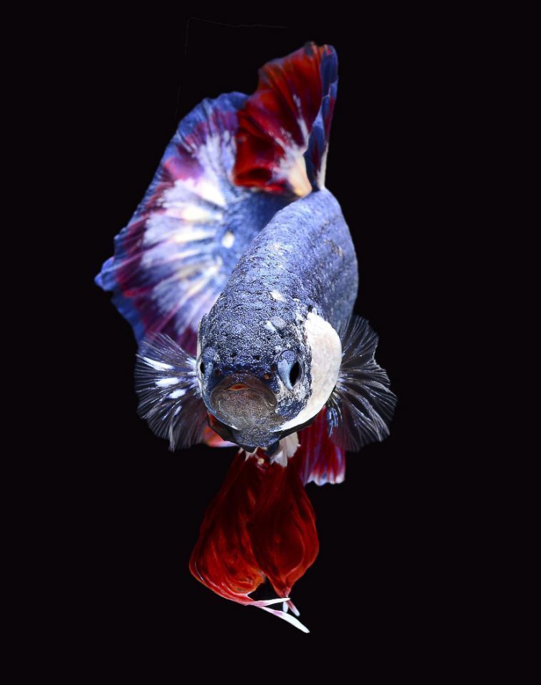Betta fish with Thai flag colors3.jpg
