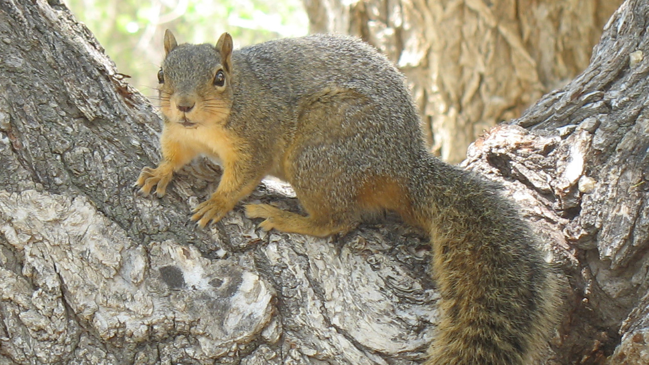 CHristmas tree gnawing squirrels.jpg
