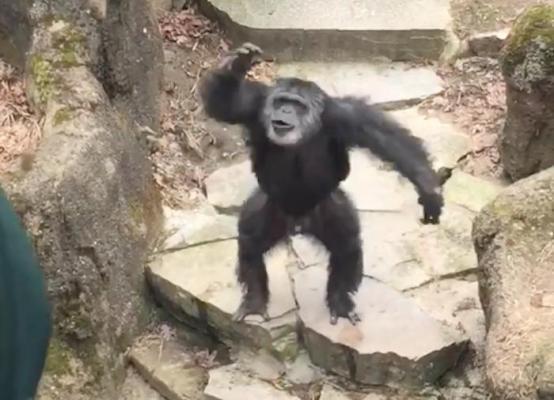 Chimpanzee feces.jpg