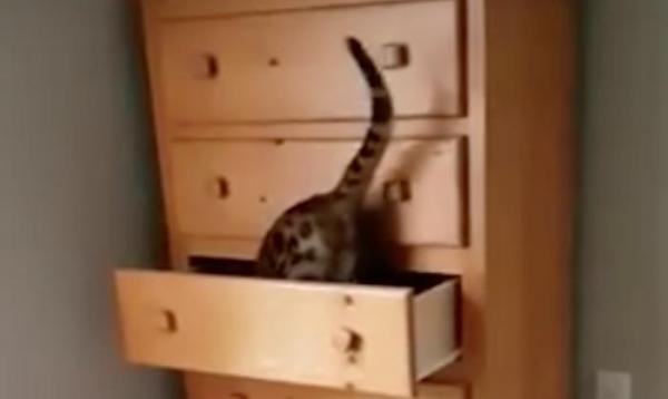 Clever-cat-shuts-itself-inside-drawer.jpg