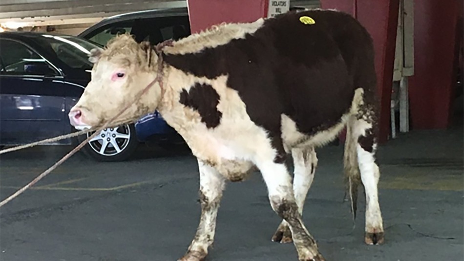 Cow Freddie.jpg