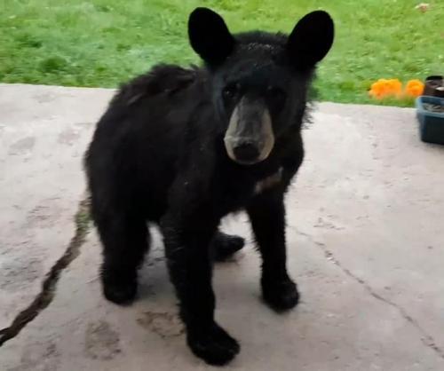 Cute-baby-bear-turns-up-on-Ontario-womans-doorstep.jpg