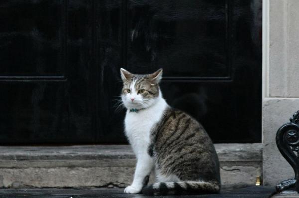 英ネズミ捕獲長.jpg