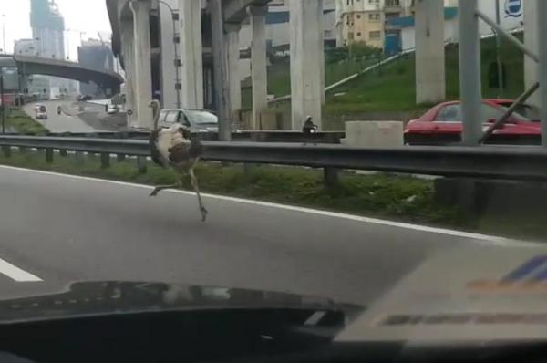 高速道路ダチョウ.jpg