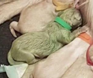 Golden-retriever-gives-birth-to-rare-green-puppy-in-Scotland.jpg