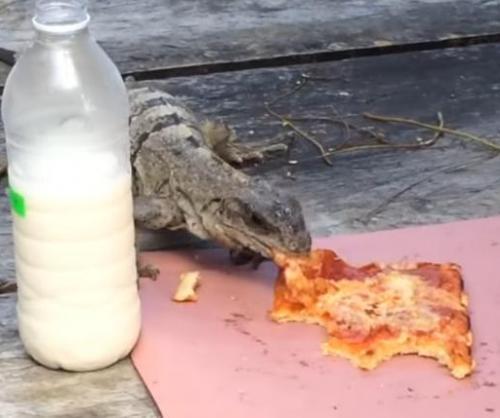 Iguana-steals-mans-pizza-slice-in-Mexico.jpg