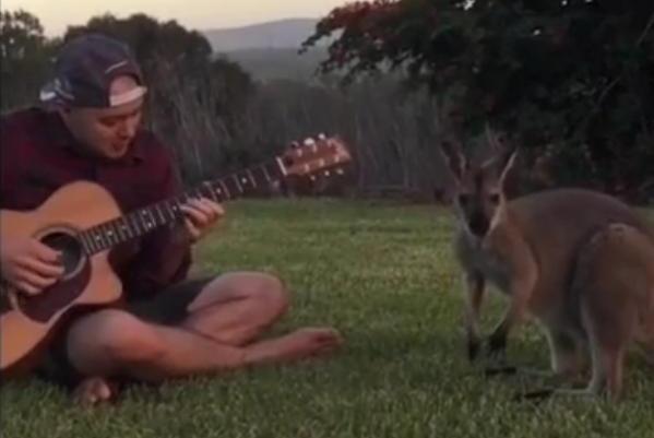 Jazz fun wallaby.jpg
