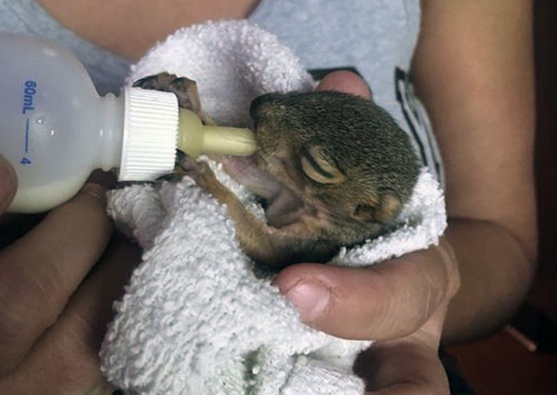 Joey the squirrel1.jpg