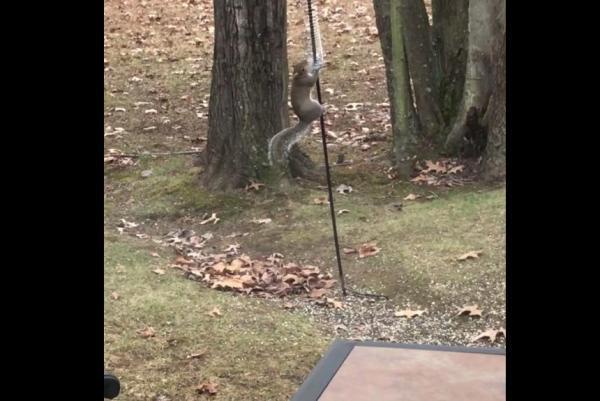Kentucky-woman-uses-a-Slinky-to-squirrel-proof-her-bird-feeder.jpg