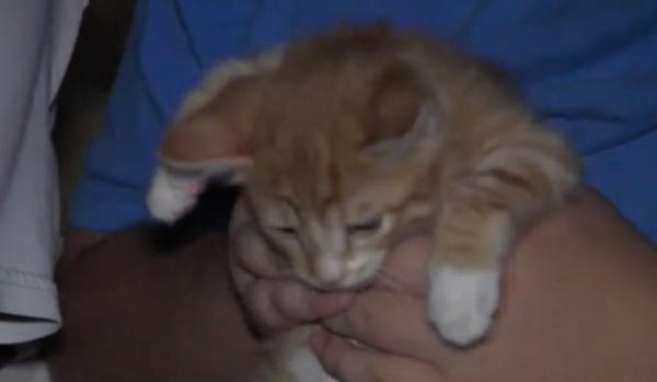 Kitten-traveled-80-miles-under-hood-of-Kansas-womans-car.jpg