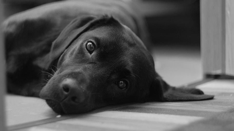 Labrador.jpg
