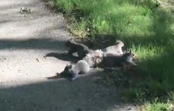 Man-helped-rescue-four-squirrels-with-tails-tangled-together-in-Maine.jpg
