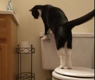 Man-investigating-high-water-bill-discovers-cat-flushing-the-toilet.jpg