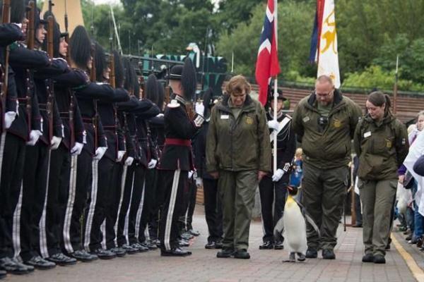 Sir Nils Olav.jpg