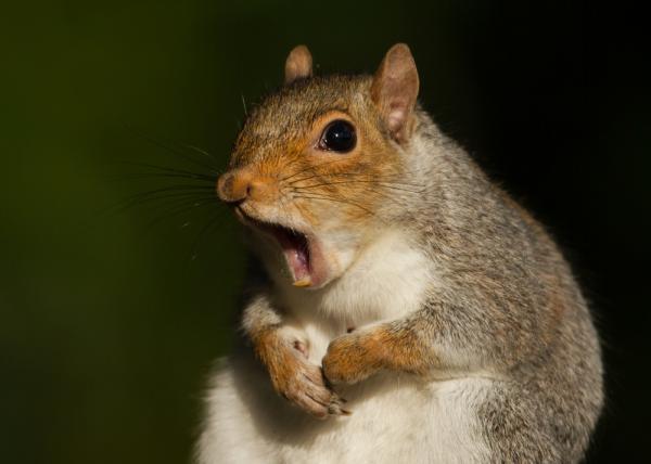 Squirrel-causes-power-outage-near-Buffalo-airport.jpg