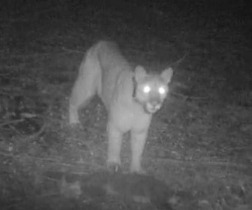 Study-finds-mountain-lions-fear-voices-of-Rush-Limbaugh-and-Rachel-Maddow.jpg