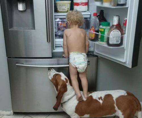 Toddler-climbs-on-basset-hound-to-get-snacks-from-fridge.jpg