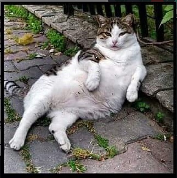 Tombili the cat5.jpg