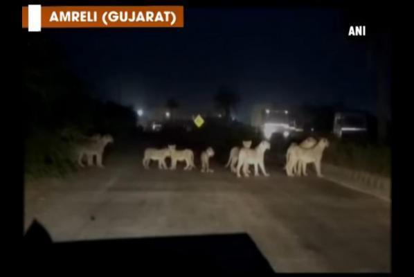 Traffic-stops-on-highway-for-crossing-pride-of-lions.jpg