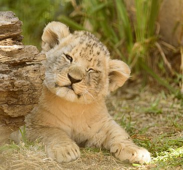 a baby lion.jpg