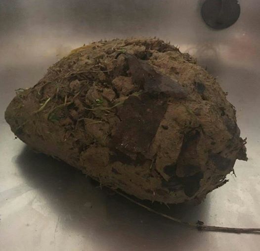 a ball of mud hedgehog.jpg