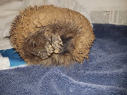 a ball of mud hedgehog2.jpg