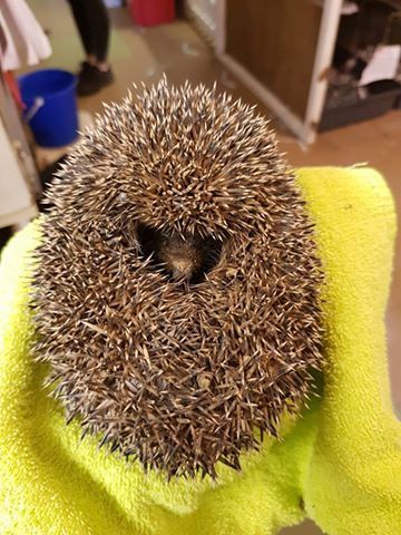 a ball of mud hedgehog3.jpg