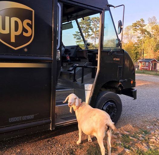 a goat fell in love with the UPS man.jpg