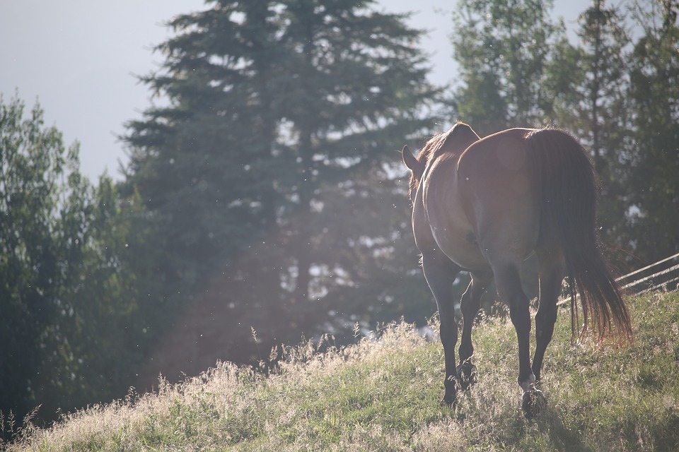 a horse.jpg