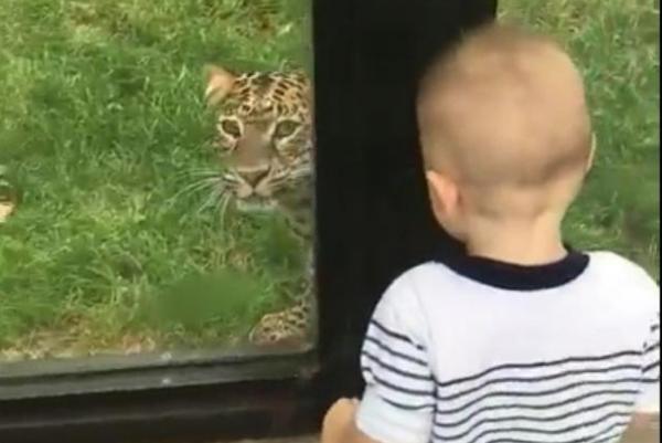 a leopard try to eat a kid.jpg