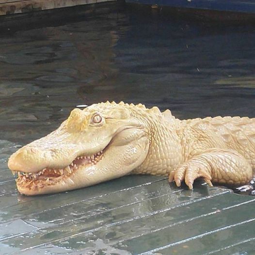 albino gator.jpg