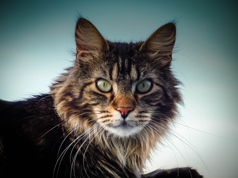 alert cat.jpg