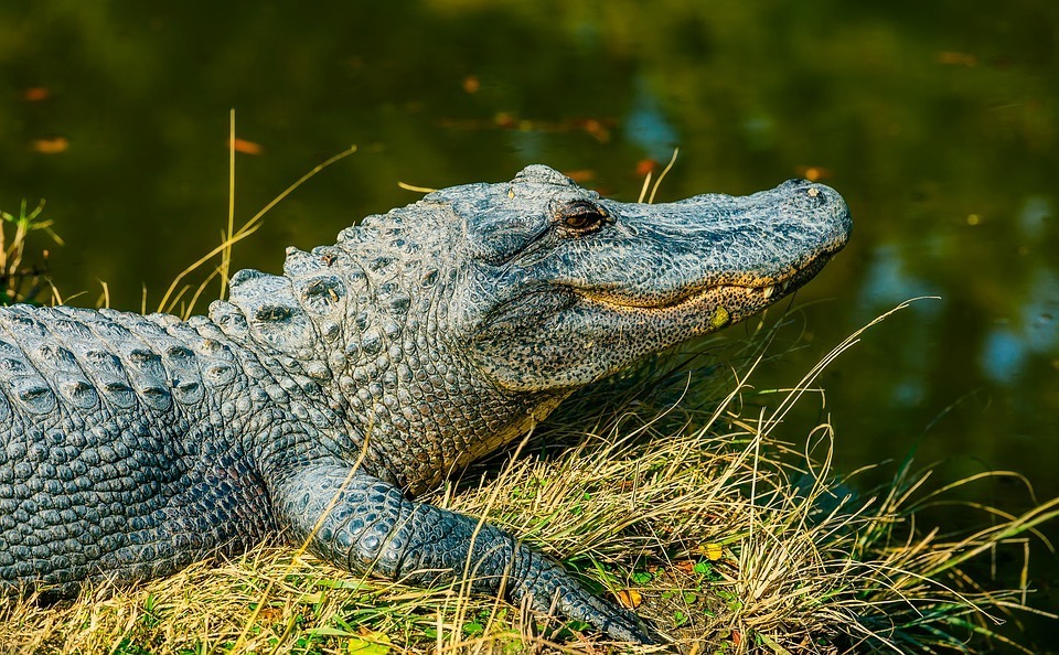 alligator-1988073_960_720.jpg