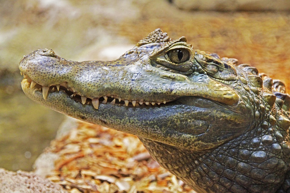 alligator.jpg