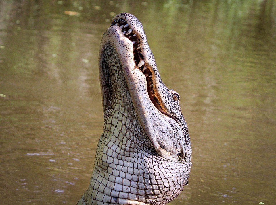 alligator.jpg