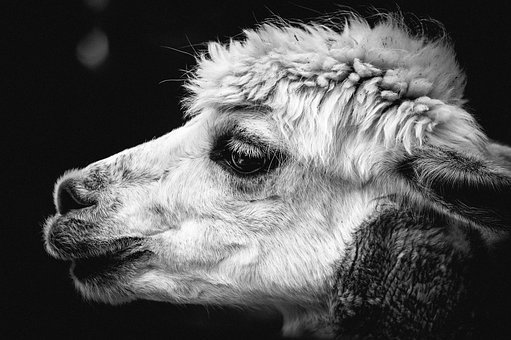 alpaca.jpg
