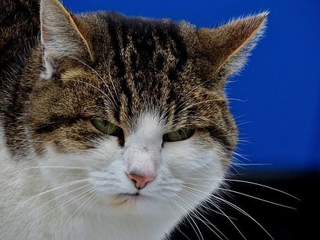 annoyed cat.jpg