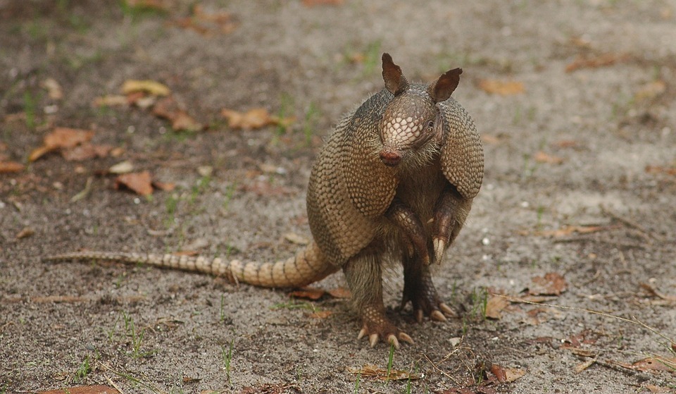 armadillo.jpg